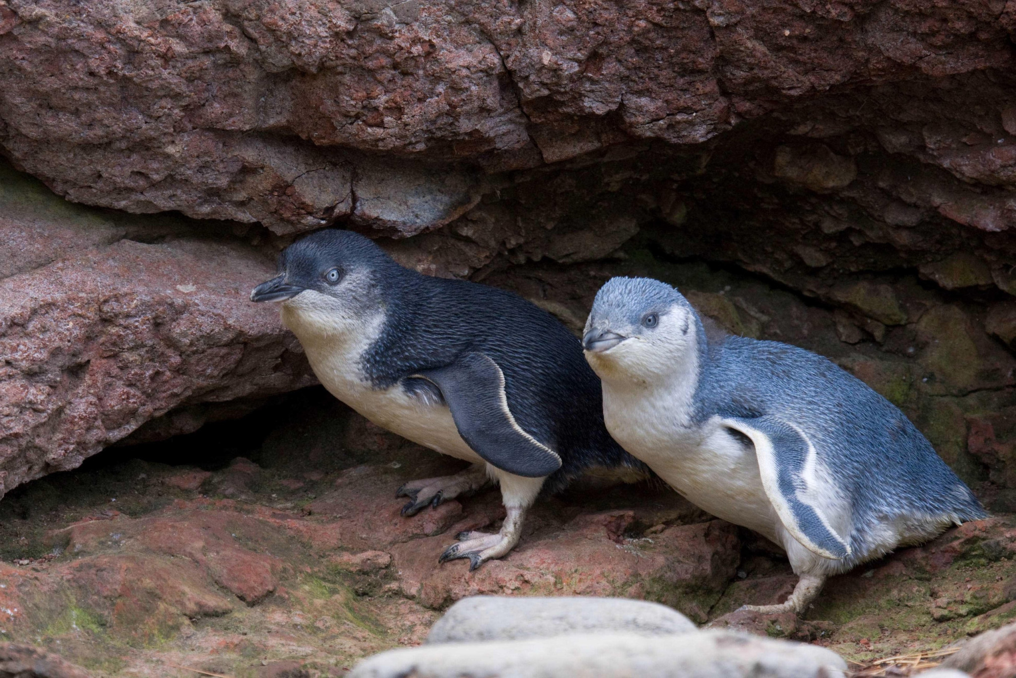 Evening Penguin Tour - Photo 1 of 4